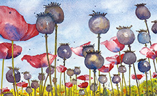 August: M&uuml;hlvierteler Mohn