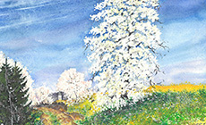 April: Der alte Birnbaum