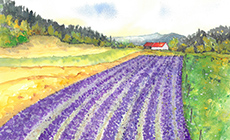 August: Der Lavendel blüht